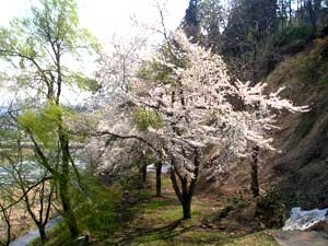 小町山の桜