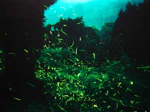 小野川温泉の四季 小野川温泉 寿宝園