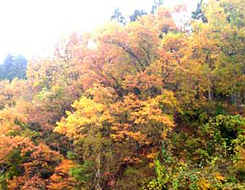 小町山のもみじ